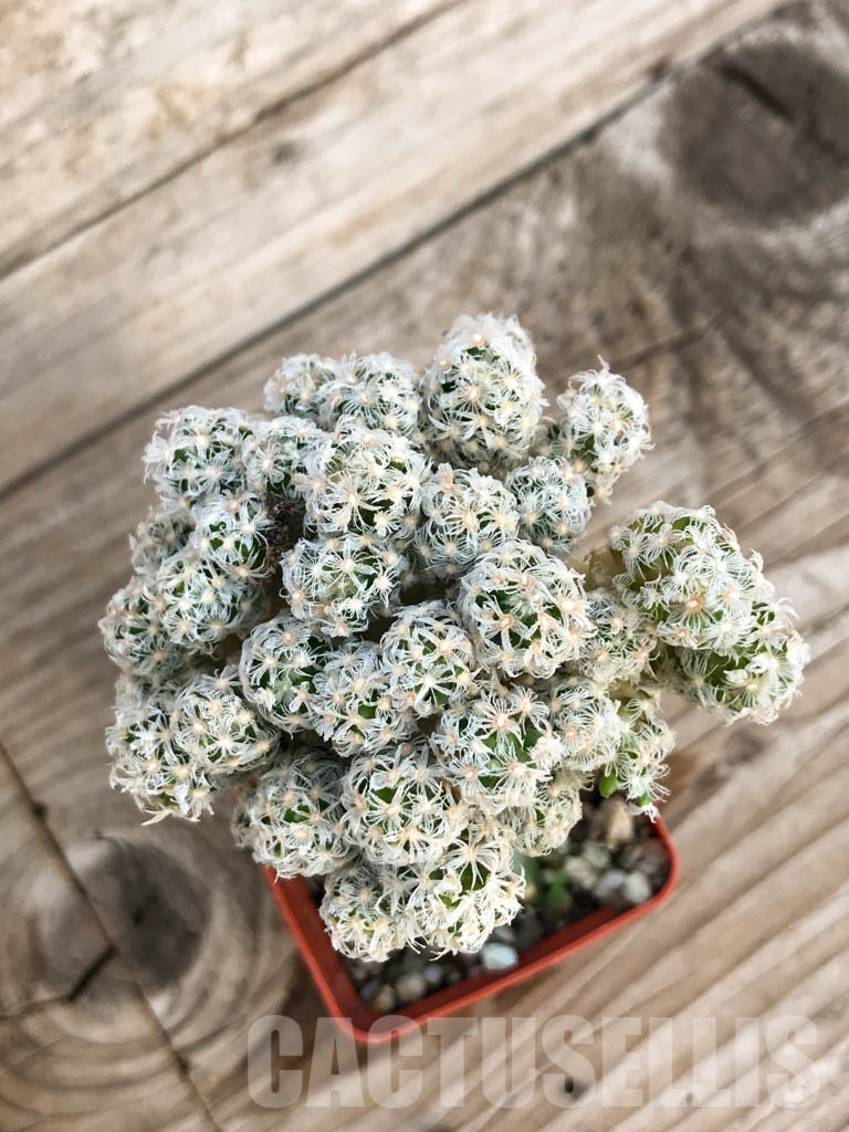 SHPR8429 Mammillaria theresae v. minima GCG 12504, Lajas, Puerto Rico - immagine 3