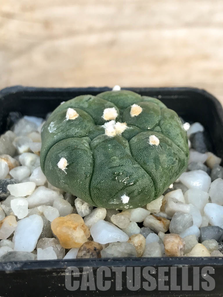 SHPR8431 Astrophytum asterias cv. Kikko - immagine 2