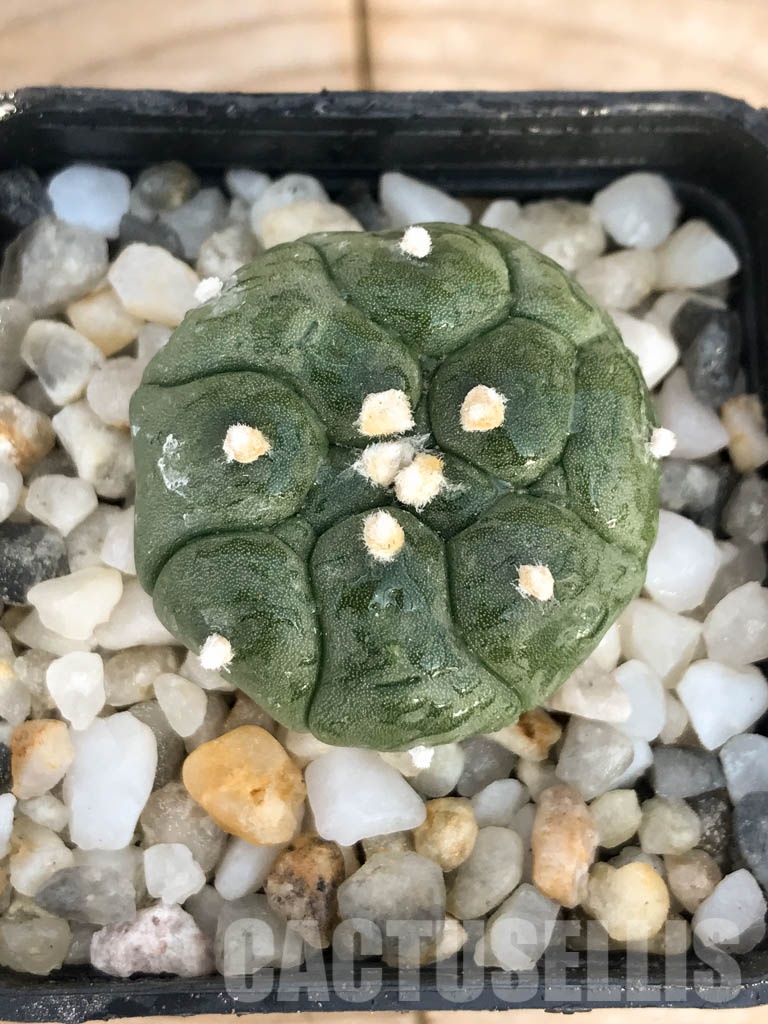 SHPR8431 Astrophytum asterias cv. Kikko