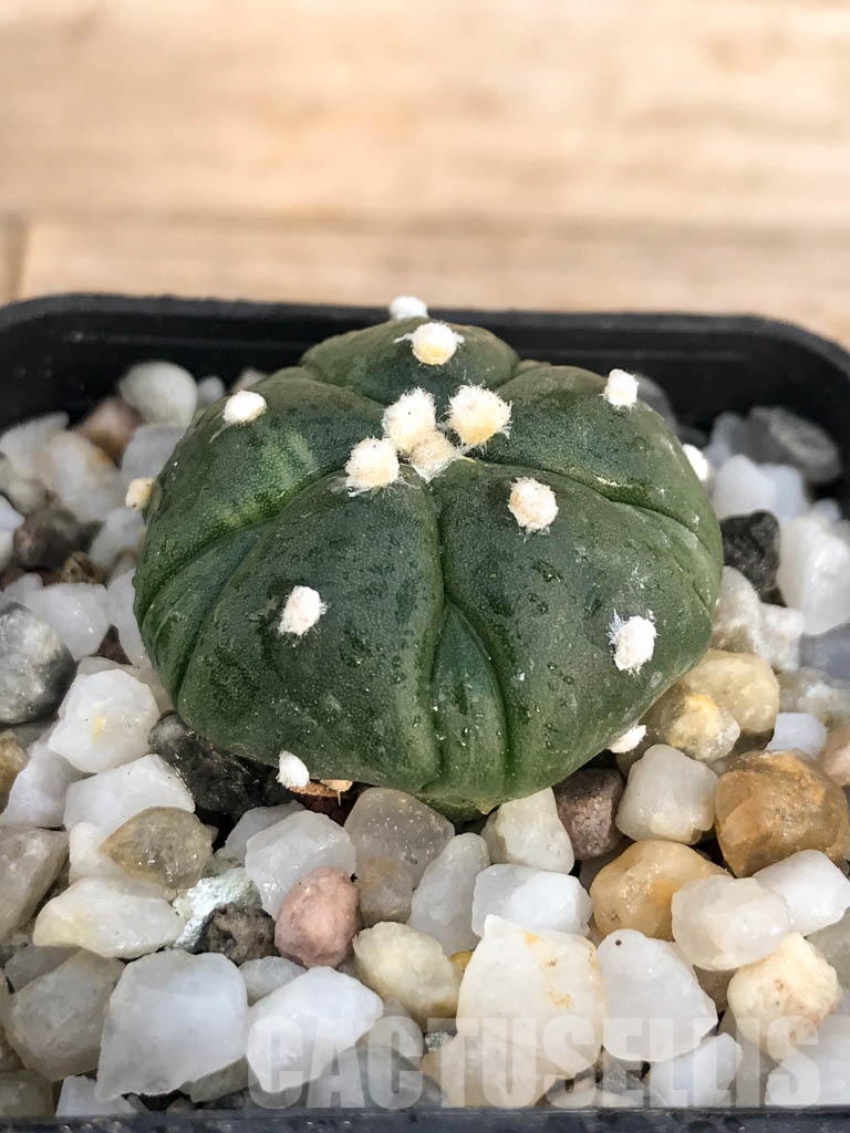 SHPR8432 Astrophytum asterias cv. Kikko - immagine 2