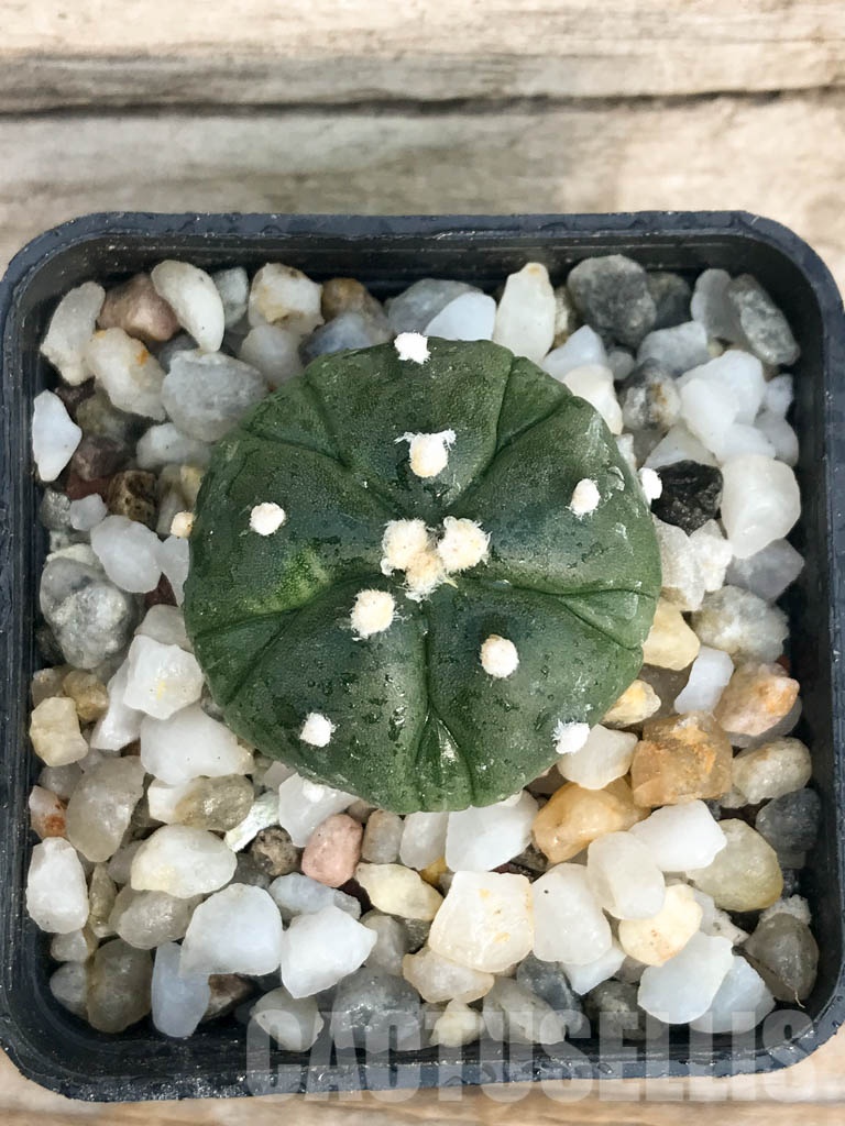 SHPR8432 Astrophytum asterias cv. Kikko