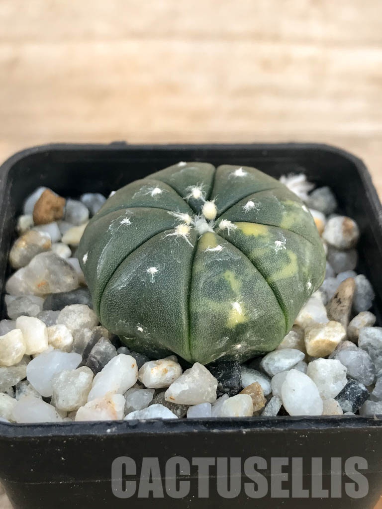 SHPR8433 Astrophytum asterias f. variegata - Image 2