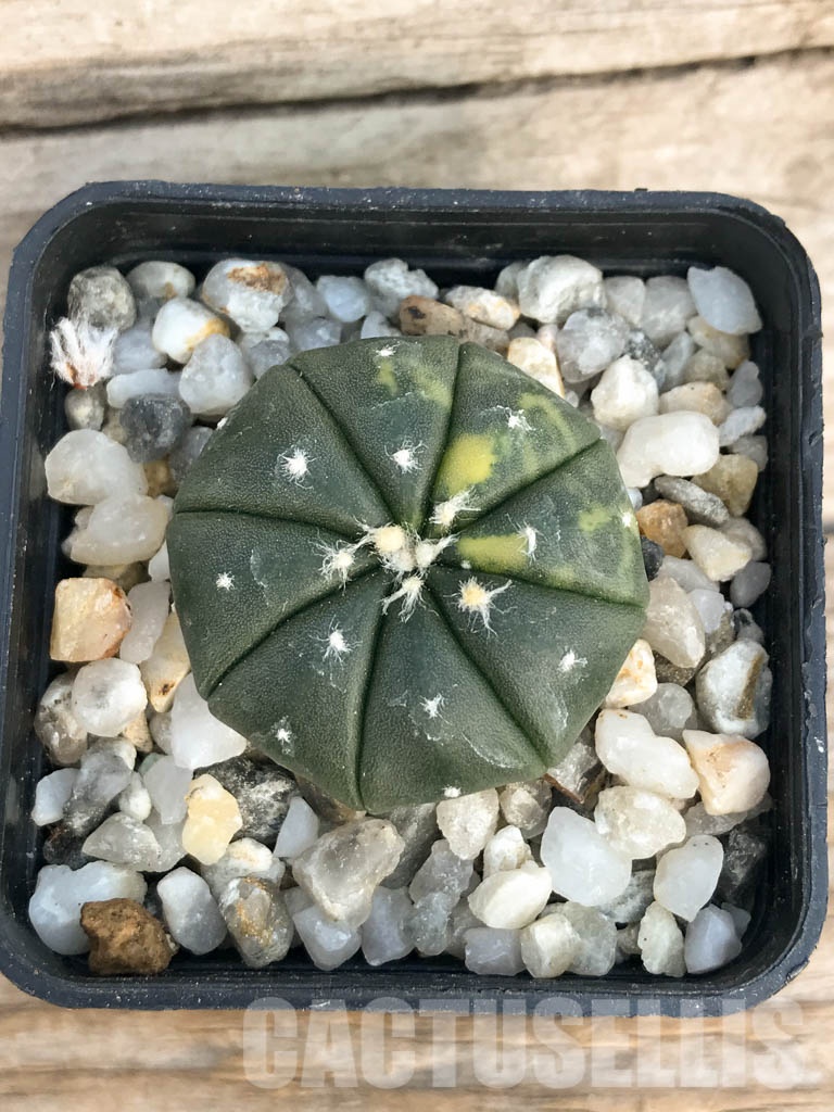 SHPR8433 Astrophytum asterias f. variegata