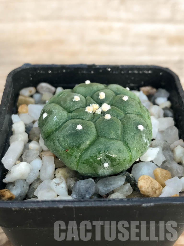 SHPR8435 Astrophytum asterias cv. Kikko - Imagen 2