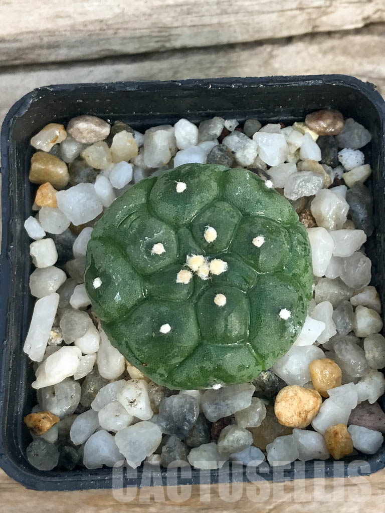 SHPR8435 Astrophytum asterias cv. Kikko