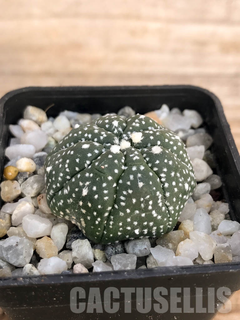 SHPR8436 Astrophytum asterias cv. Kikko - Image 2
