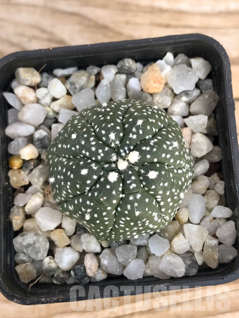 SHPR8436 Astrophytum asterias cv. Kikko