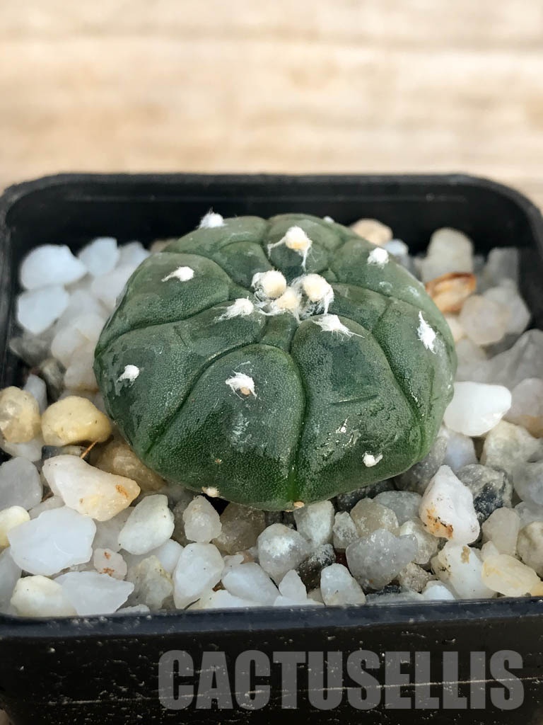 SHPR8437 Astrophytum asterias cv. Kikko - Зображення 2