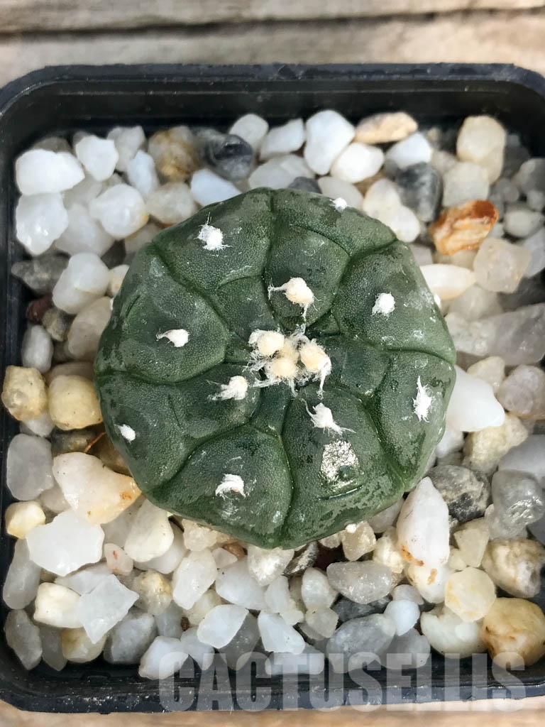 SHPR8437 Astrophytum asterias cv. Kikko