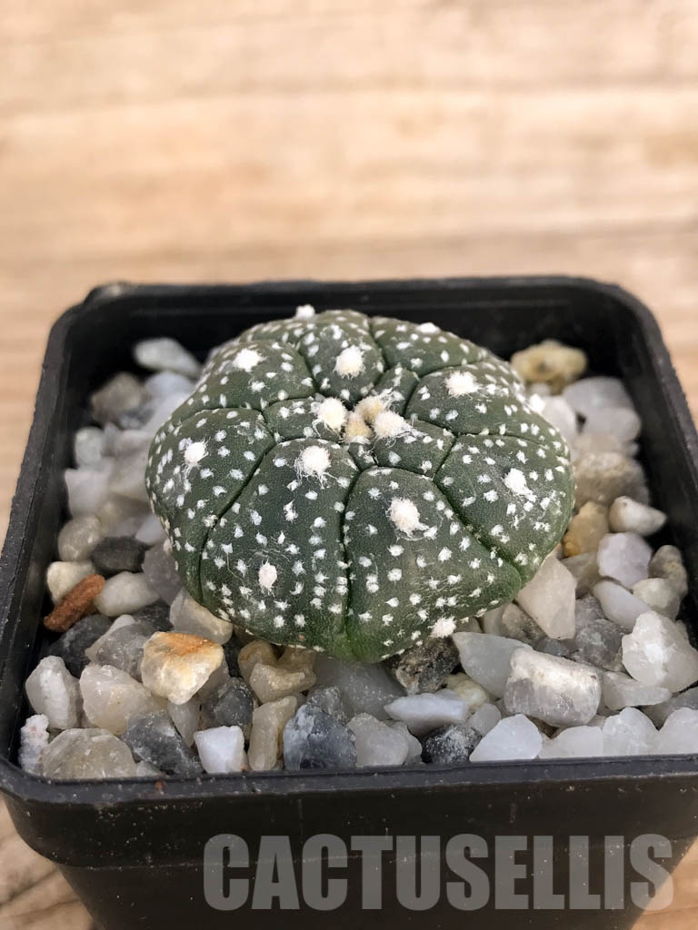 SHPR8439 Astrophytum asterias cv. Kikko - Image 2