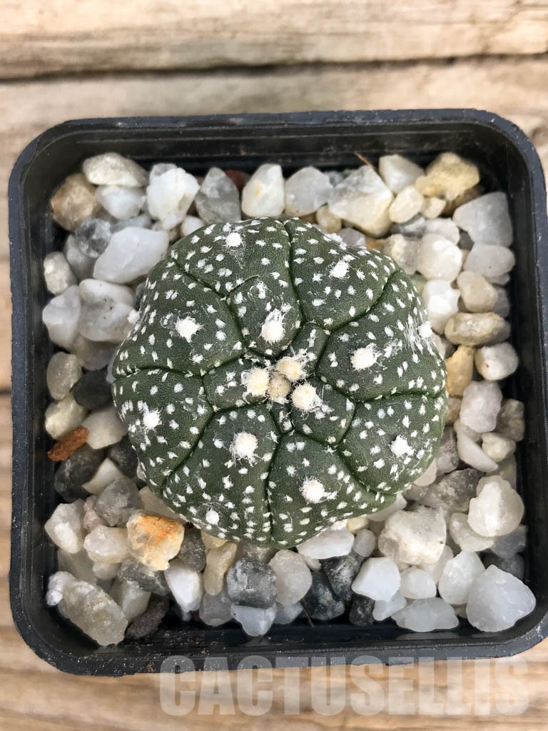 SHPR8439 Astrophytum asterias cv. Kikko