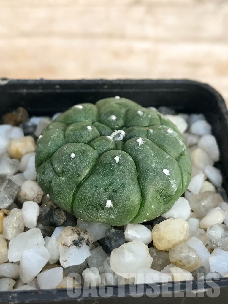 SHPR8441 Astrophytum asterias cv. Kikko - Image 2