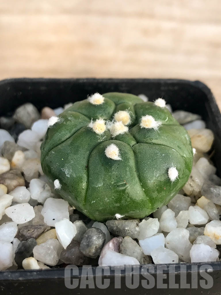 SHPR8442 Astrophytum asterias cv. Kikko - Image 2
