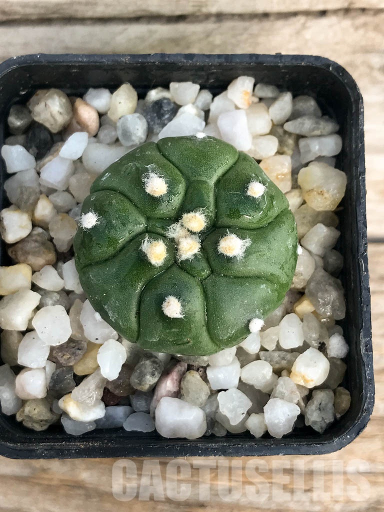 SHPR8442 Astrophytum asterias cv. Kikko