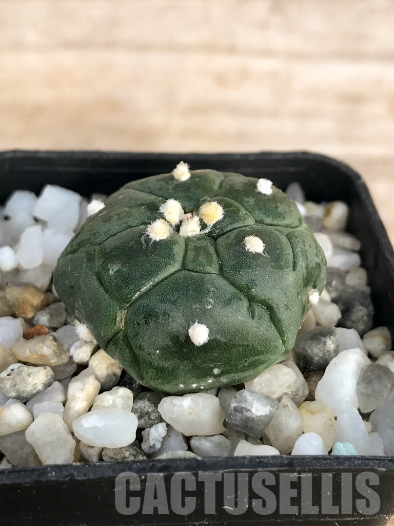 SHPR8444 Astrophytum asterias cv. Kikko - Image 2