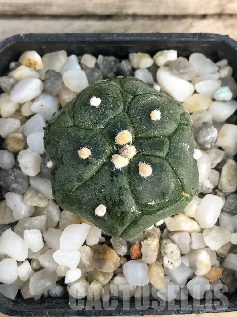SHPR8444 Astrophytum asterias cv. Kikko