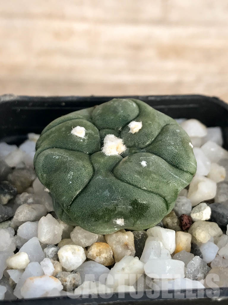 SHPR8446 Astrophytum asterias cv. Kikko - Imagen 2