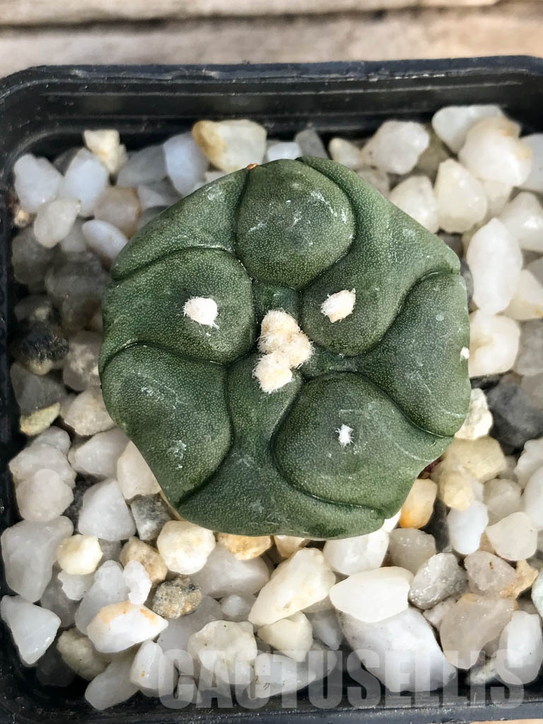 SHPR8446 Astrophytum asterias cv. Kikko