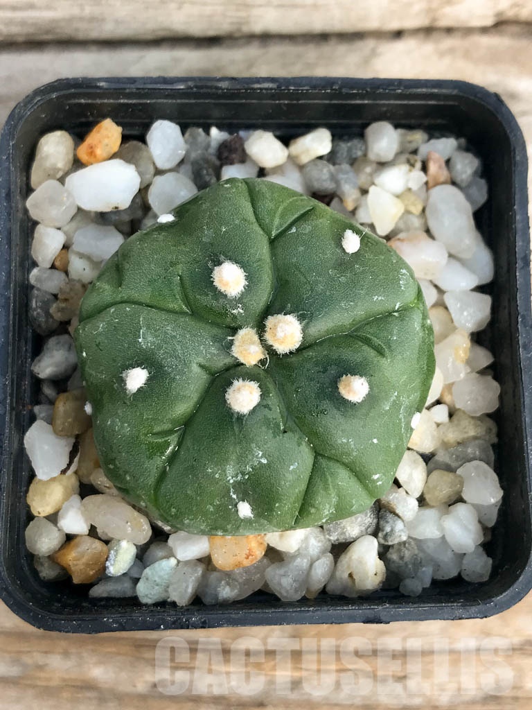 SHPR8447 Astrophytum asterias cv. Kikko