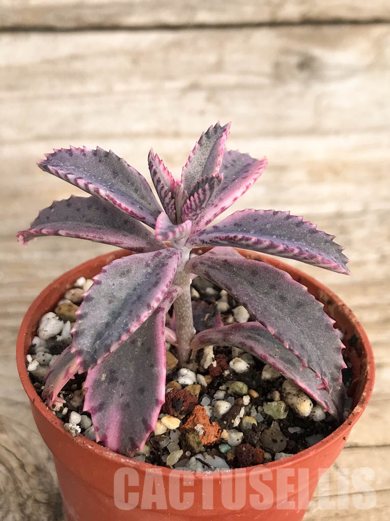 SHPR8448 Kalanchoe ‘Pink Butterflies’