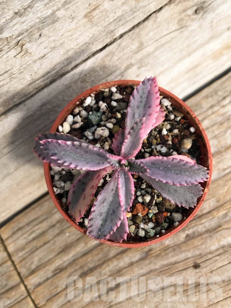 SHPR8448 Kalanchoe ‘Pink Butterflies’ - Image 3
