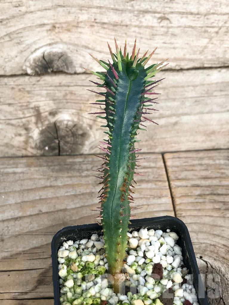 SHPR8450 Euphorbia ferox - Image 2