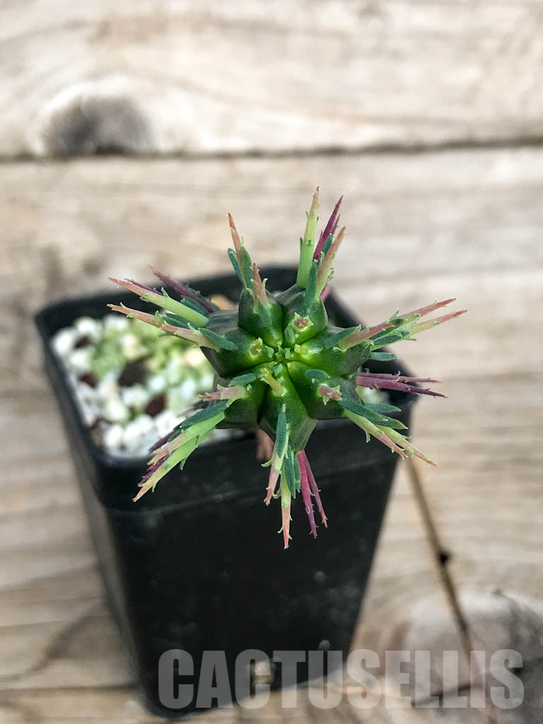 SHPR8450 Euphorbia ferox - Image 3