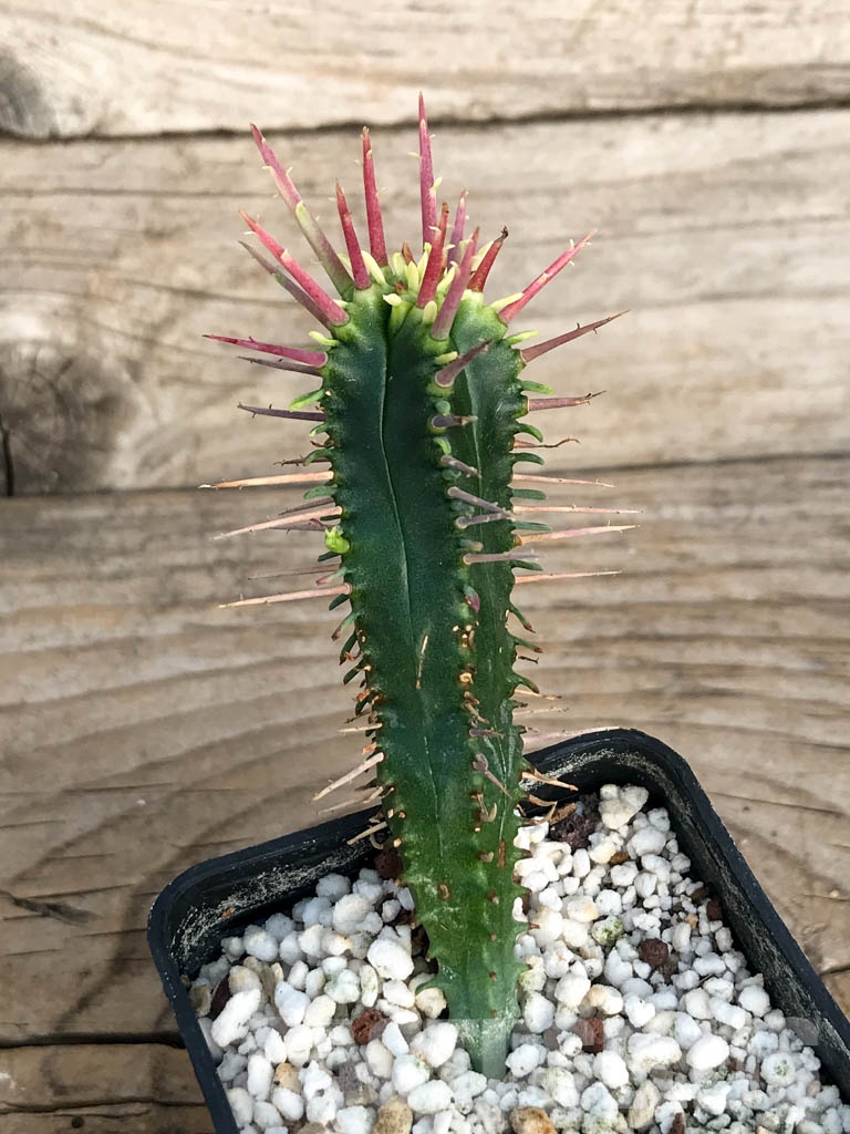 SHPR8450 Euphorbia ferox - Image 5