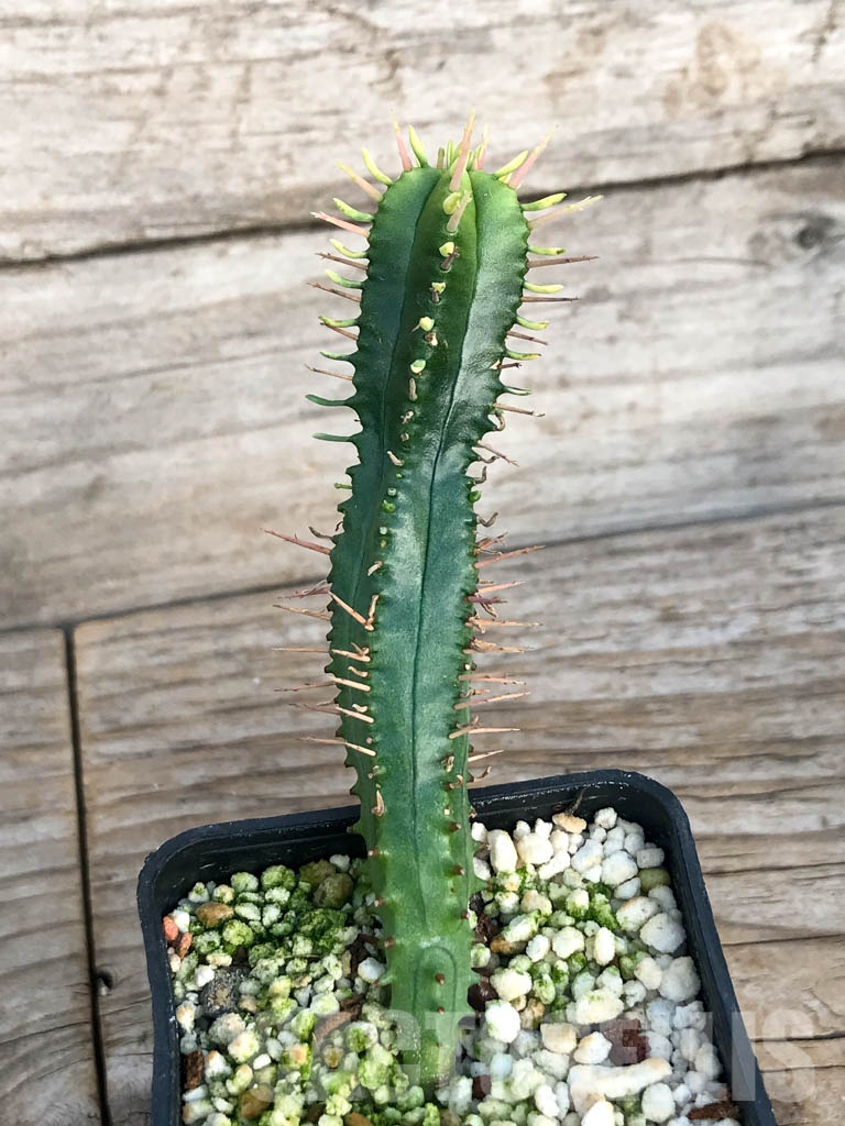 SHPR8450 Euphorbia ferox - Image 6