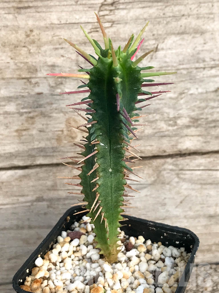 SHPR8450 Euphorbia ferox - Image 7