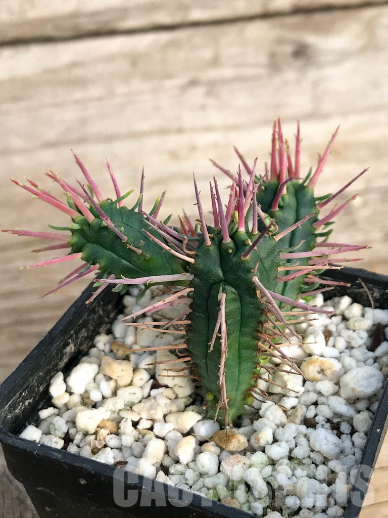 SHPR8452 Euphorbia ferox