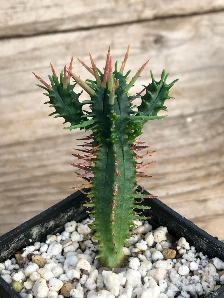 SHPR8452 Euphorbia ferox - Image 3