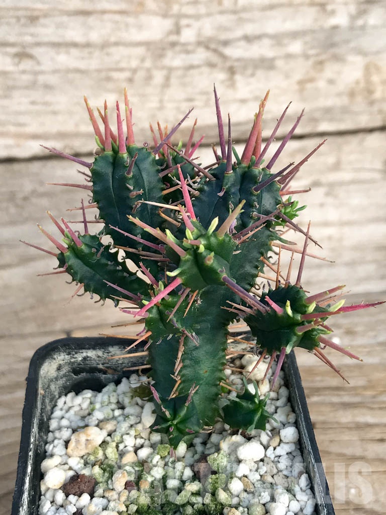 SHPR8452 Euphorbia ferox - Image 4