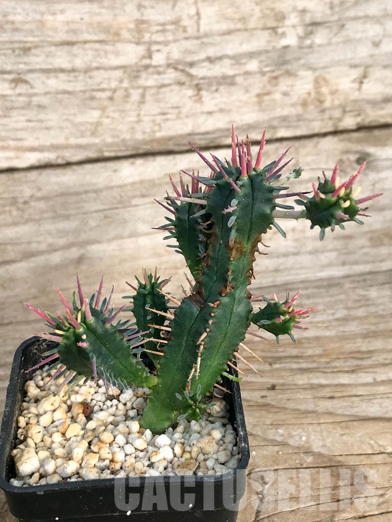 SHPR8452 Euphorbia ferox - Image 5