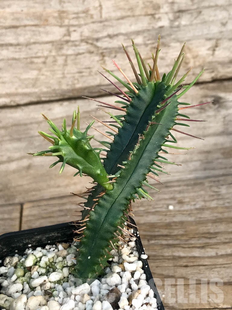 SHPR8452 Euphorbia ferox - Image 6