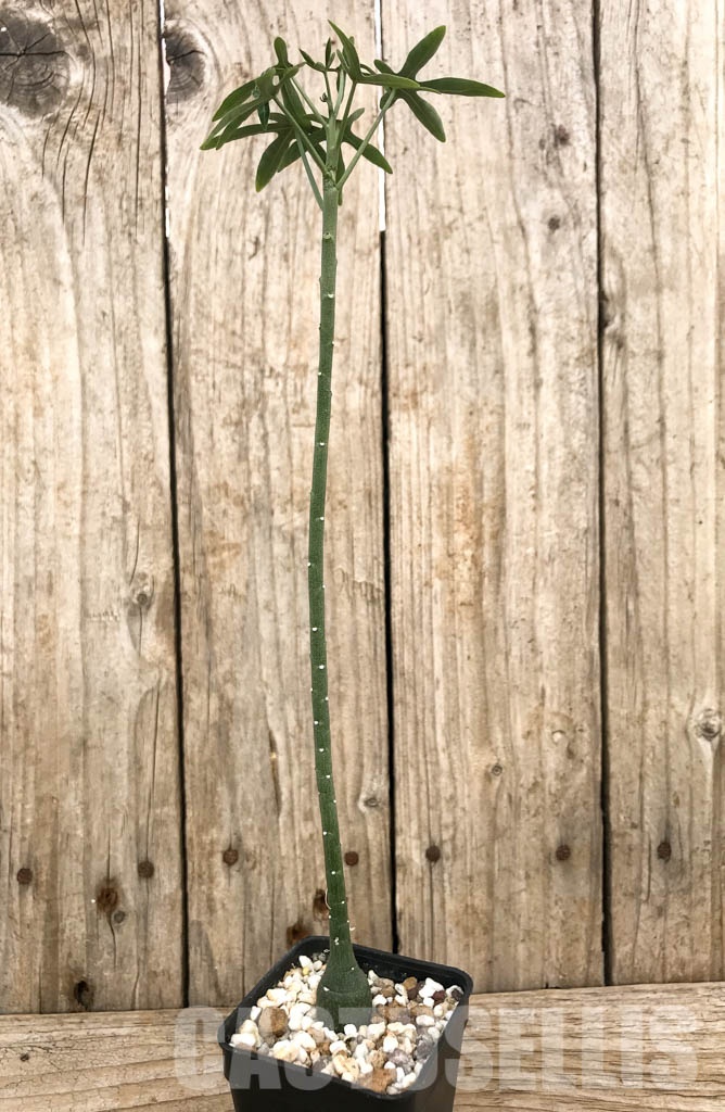 SHPR8456 Adenia venenata - immagine 2