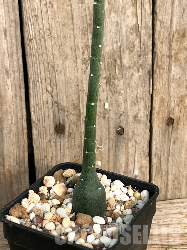 SHPR8456 Adenia venenata