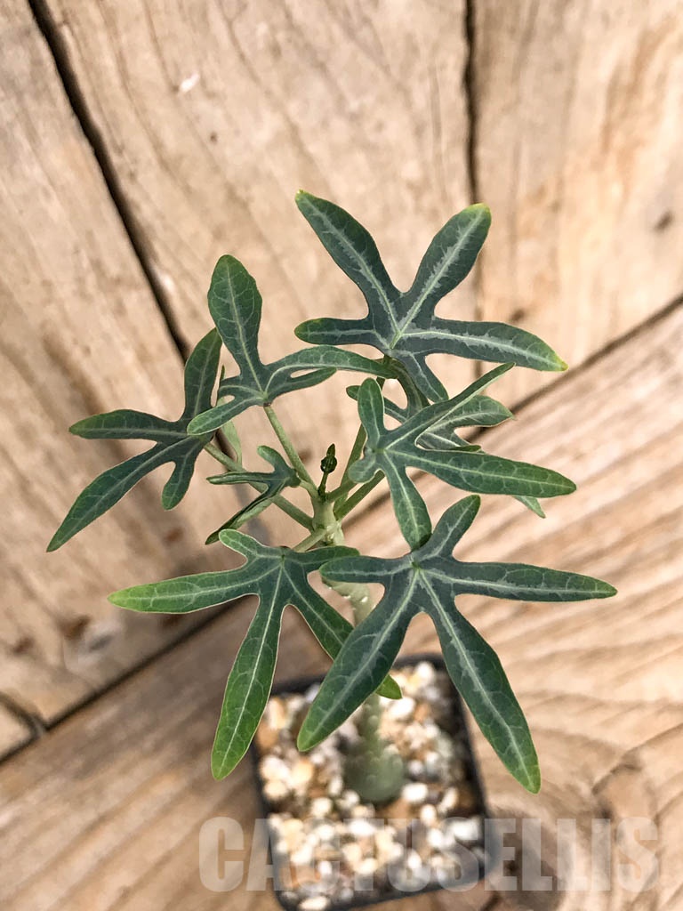 SHPR8456 Adenia venenata - immagine 4