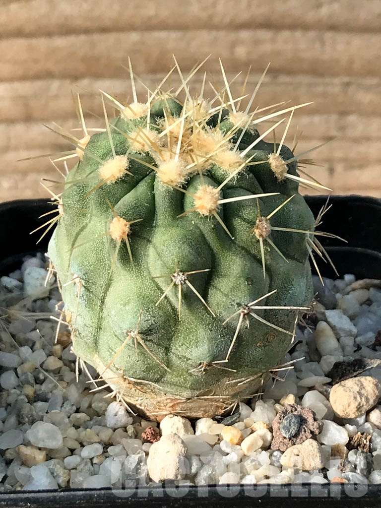 SHPR8464 Copiapoa haseltoniana
