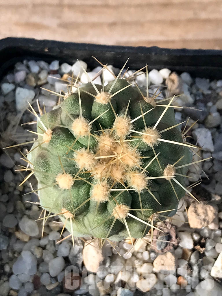 SHPR8464 Copiapoa haseltoniana - immagine 3
