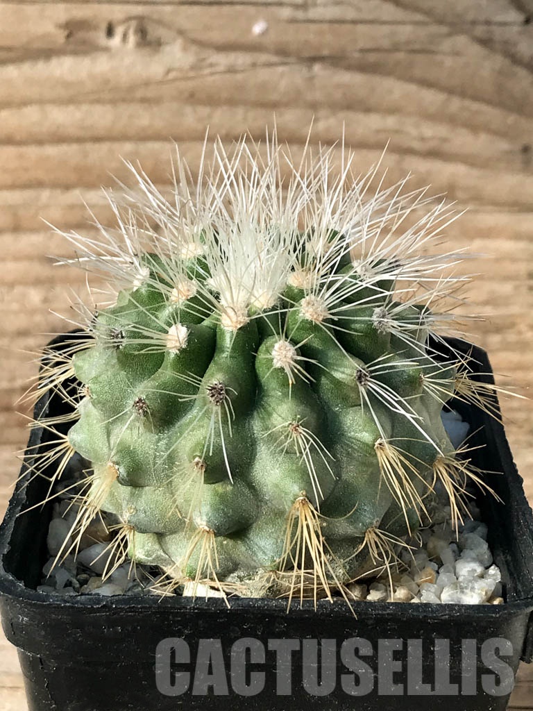 SHPR8466 Copiapoa krainziana var. scopulina, Chile