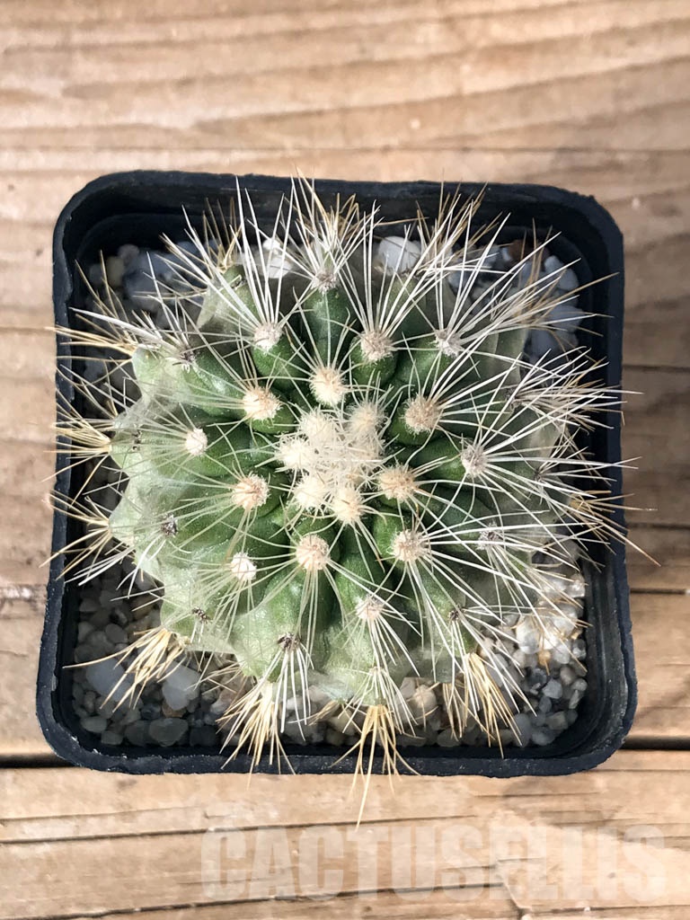 SHPR8466 Copiapoa krainziana var. scopulina, Chile - Obrázek 3