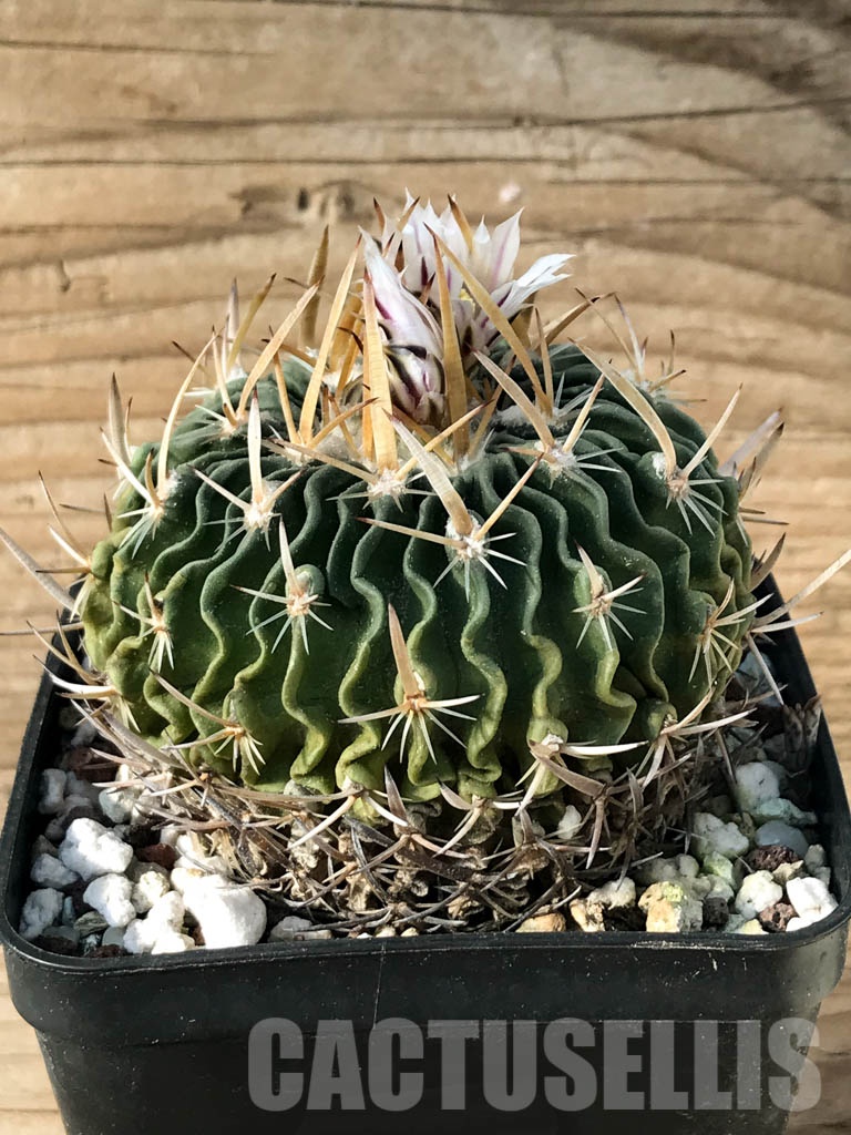 SHPR8468 Echinofossulocactus crispatus - Image 2