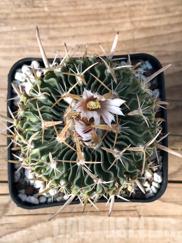 SHPR8468 Echinofossulocactus crispatus