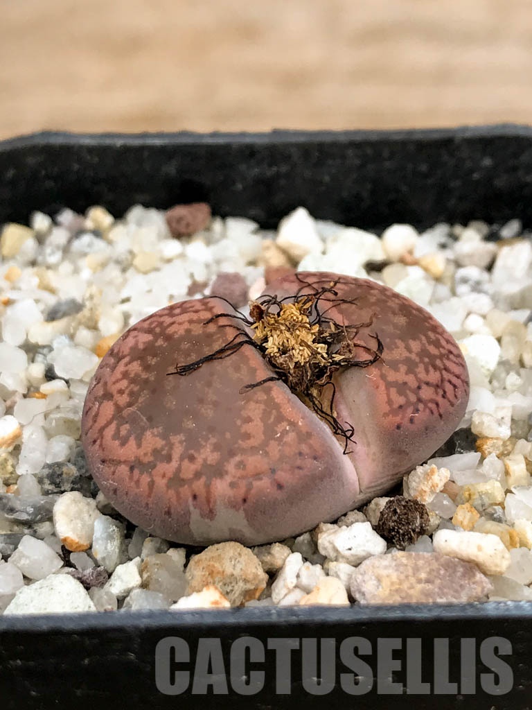 SHPR8477 Lithops aucampiae ssp. aucampiae v. aucampiae C046, 5 km NE of Griquatown, South Africa - Image 2