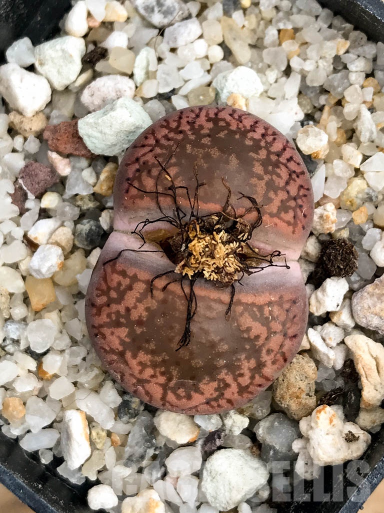 SHPR8477 Lithops aucampiae ssp. aucampiae v. aucampiae C046, 5 km NE of Griquatown, South Africa
