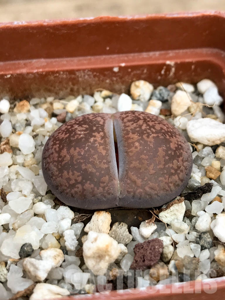 SHPR8480 Lithops aucampiae ssp. aucampiae v. aucampiae C046, 5 km NE of Griquatown, South Africa - Image 2