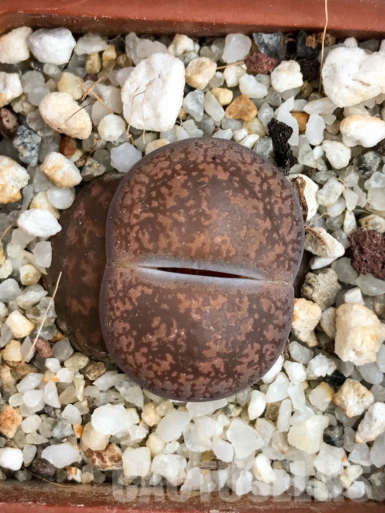 SHPR8480 Lithops aucampiae ssp. aucampiae v. aucampiae C046, 5 km NE of Griquatown, South Africa