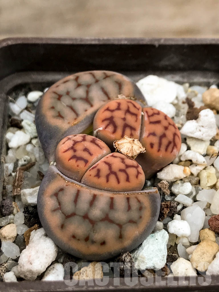 SHPR8483 Lithops karasmontana var. tischeri C182, 30 km NNE of Grünau, Namibia - immagine 2