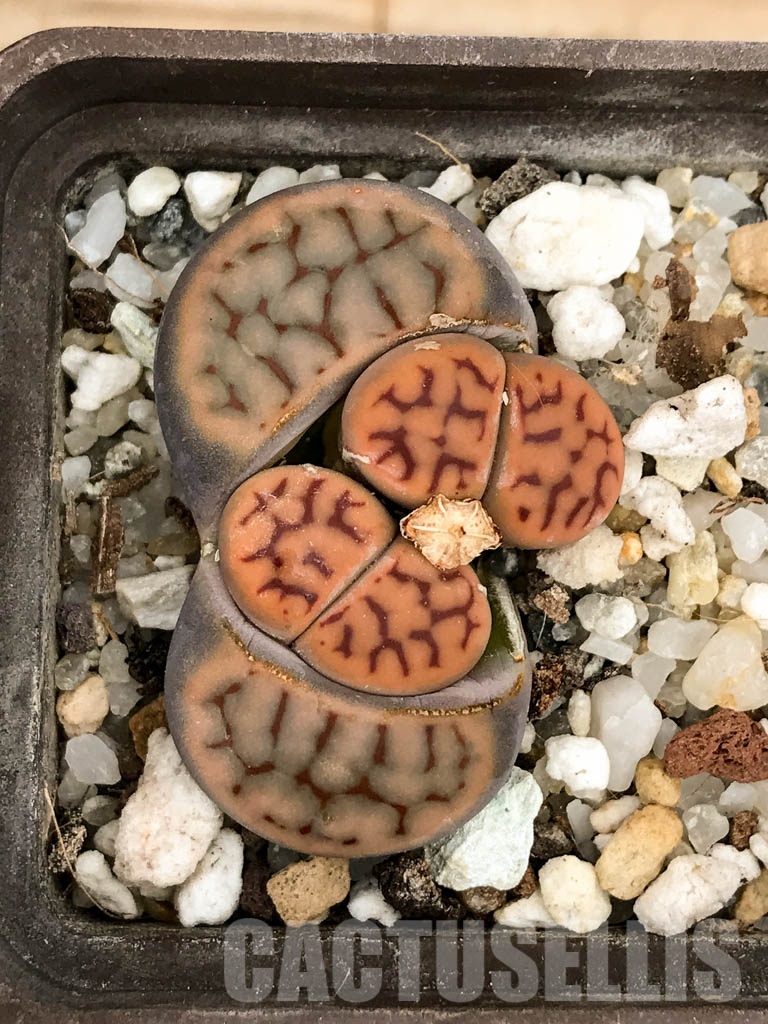 SHPR8483 Lithops karasmontana var. tischeri C182, 30 km NNE of Grünau, Namibia